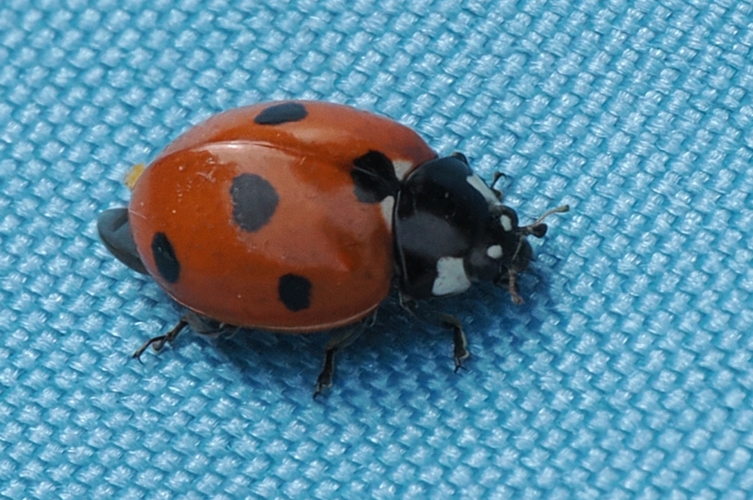 Coccinella-septempunctata